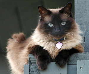 Animals Naturally Holistic Veterinary Medicine Boone NC