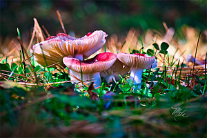 Photos By Meta - Western North Carolina Nature Photography